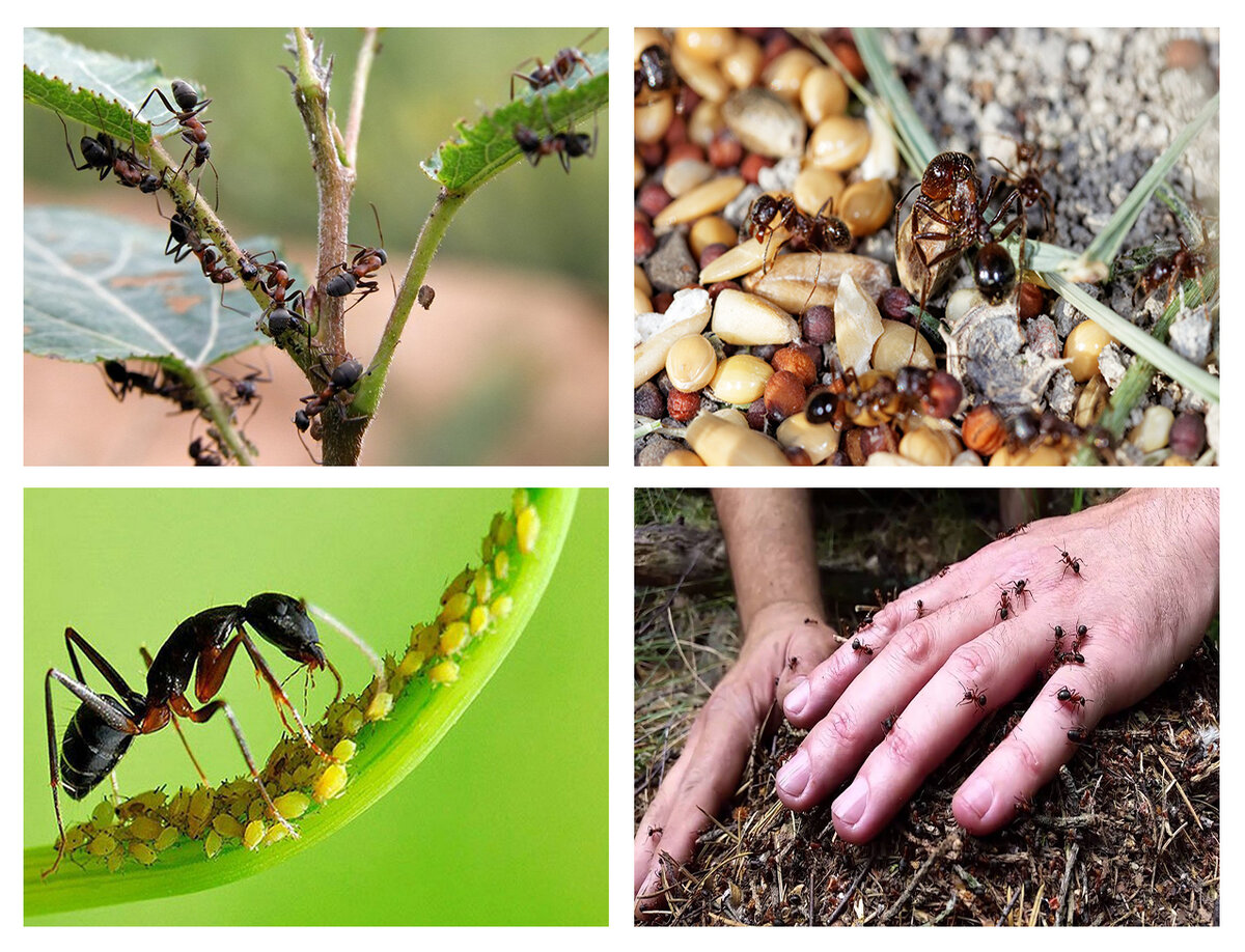 Как избавиться от муравьев в теплице: успешная борьба с мелкими агрессорами