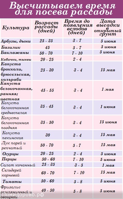 Как сажать помидоры на рассаду: посев в 2020 году - пошаговая инструкция