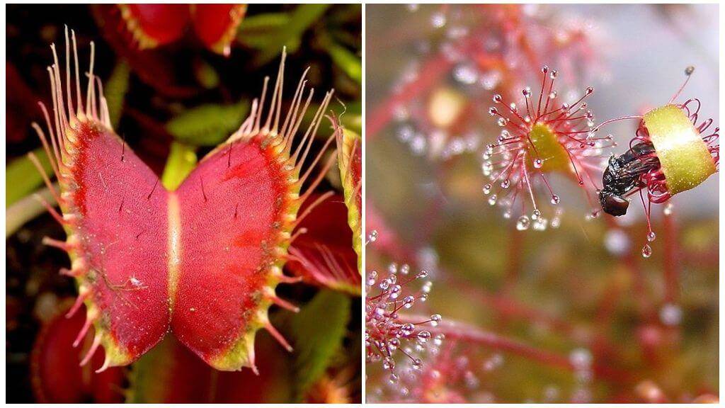Какие растения отпугивают комаров - травы, деревья и цветы