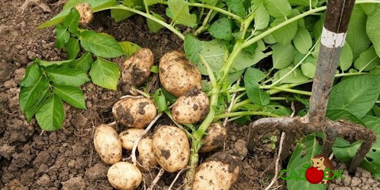 ᐉ нужна ли ботва картофелю – признаки и сроки скашивания - roza-zanoza.ru