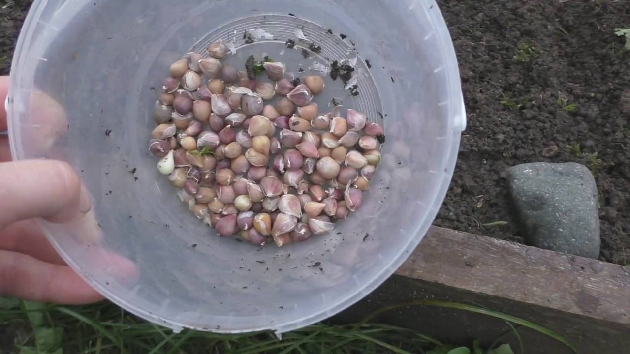 Выращивание чеснока из бульбочек в открытом грунте, как сажать семена и ухаживать за ним