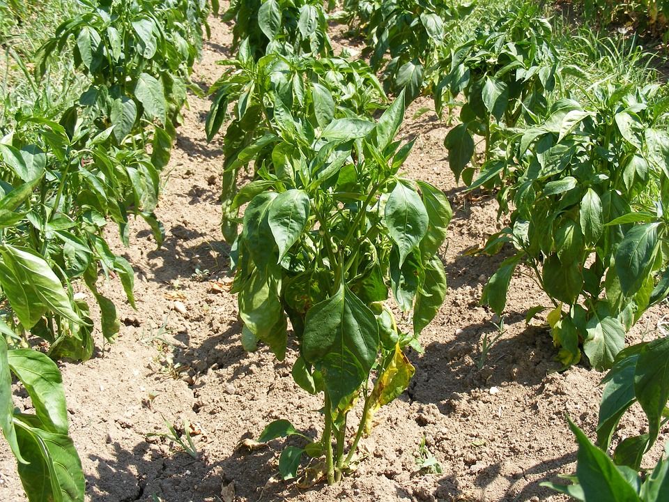 Горький перец: выращивание и уход в открытом грунте