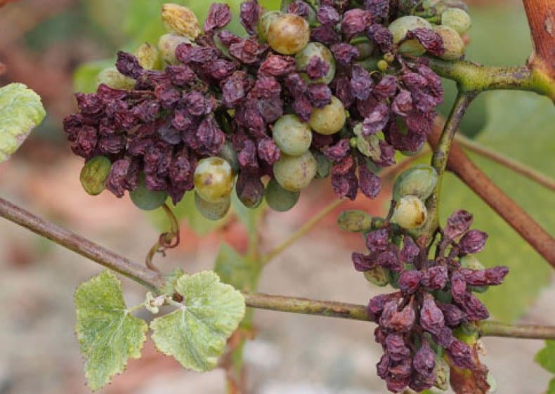 Эффективные методы борьбы с гроздевой листоверткой на винограде