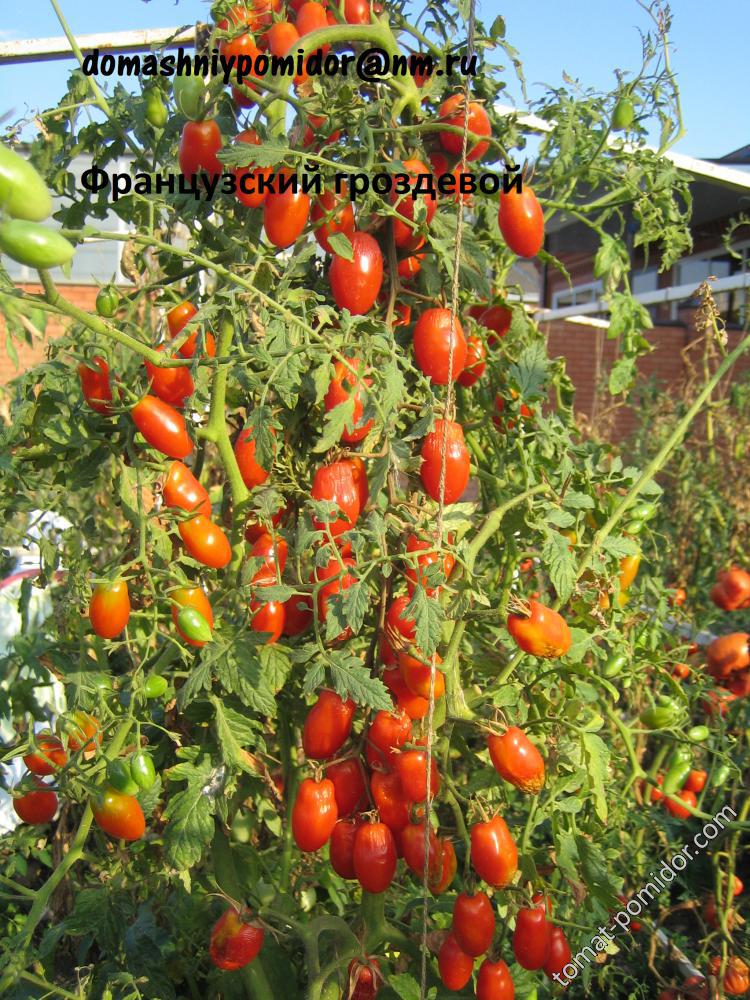 "французкий гроздевой" томат: описание, выращивание, уход, фото