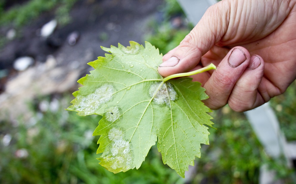 Белый налет на листьях и ягодах винограда: что это и как с ним бороться?