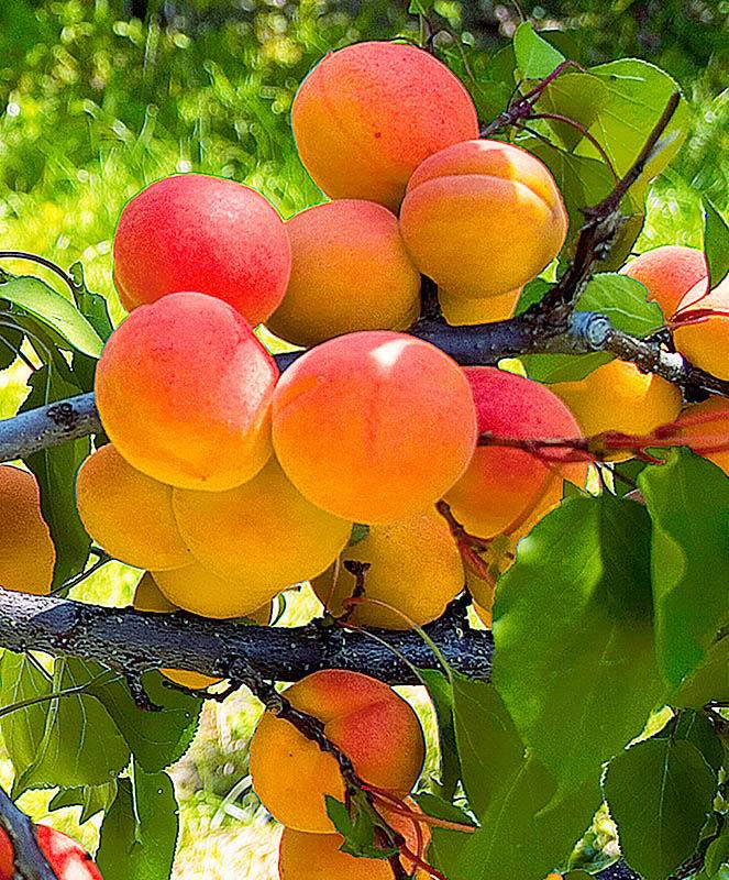 Характеристики сорта абрикосов погремок, описание достоинств и недостатков, урожайность - всё про сады