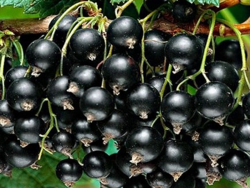 Смородина черный жемчуг фото и описание сорта