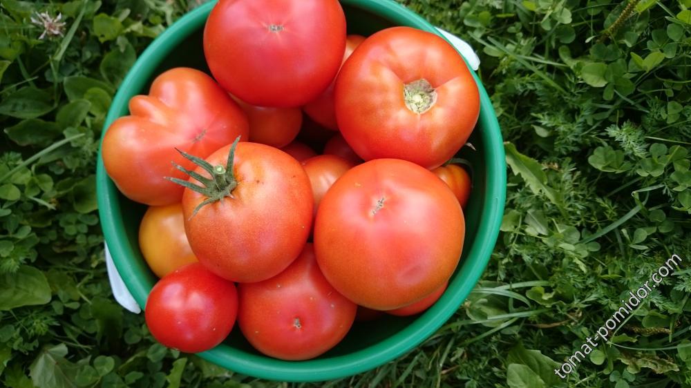 Томат зинуля: характеристика и описание сорта, отзывы об урожайности помидоров, фото куста