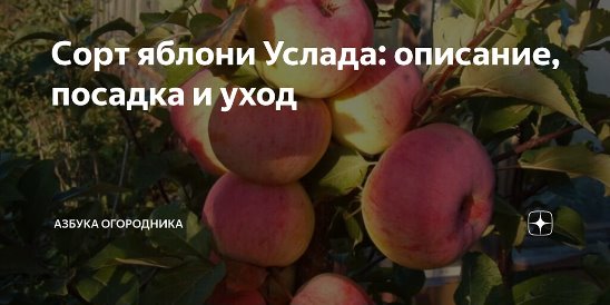 Яблоня белорусское сладкое: рассказываем суть