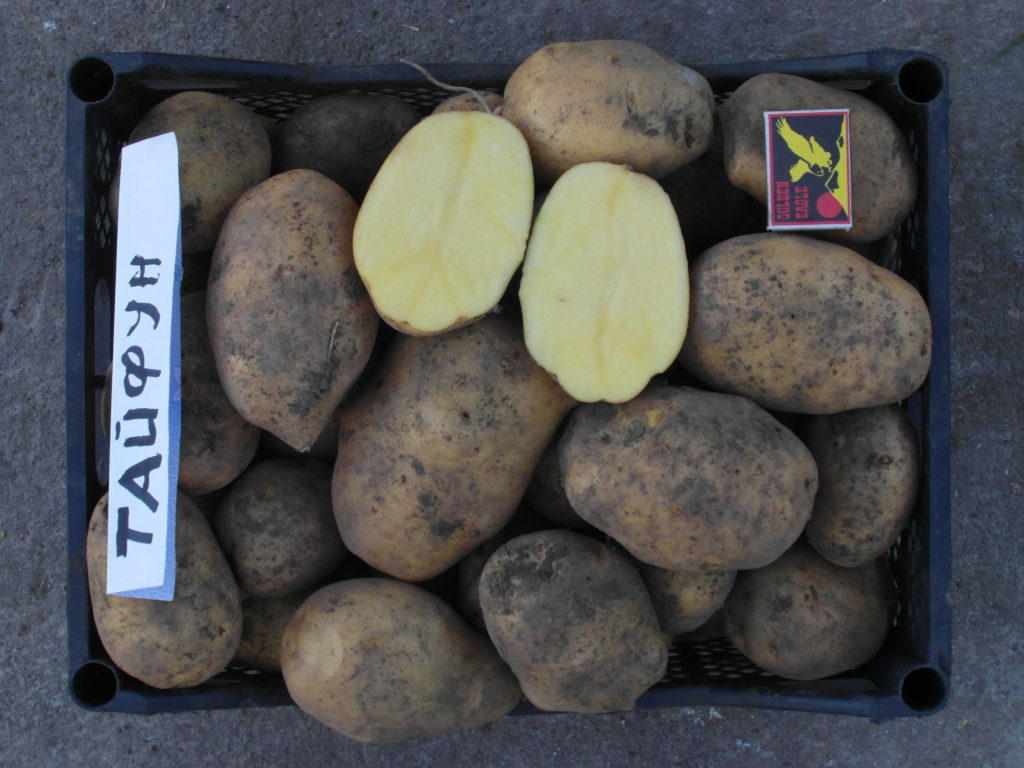 Неприхотливый среднеранний картофель «красавчик»: описание сорта, фото, характеристика