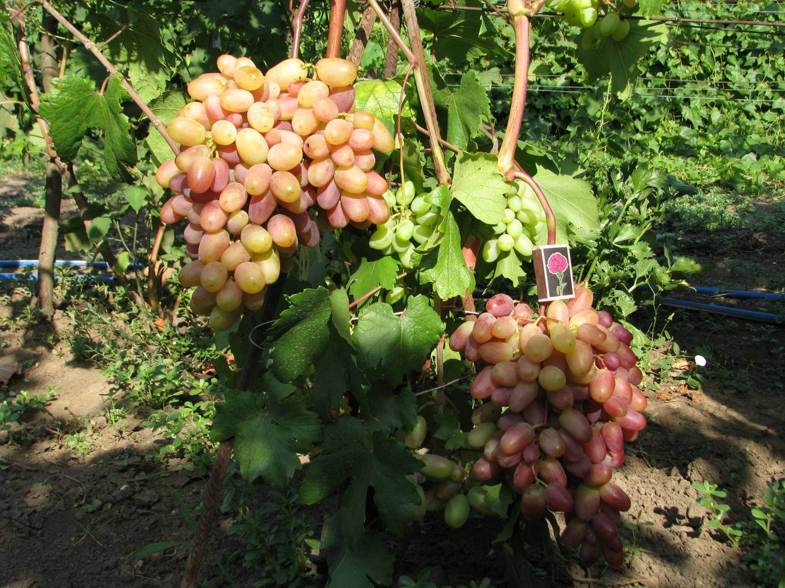 Мускатный виноград «тасон»: стоит ли выделять место в винограднике?