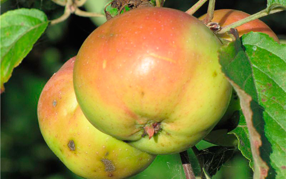 ✅ яблоня сорта сахарный аркад: ботаническое описание и основные отличия, оптимальные условия для выращивания, фото - tehnoyug.com