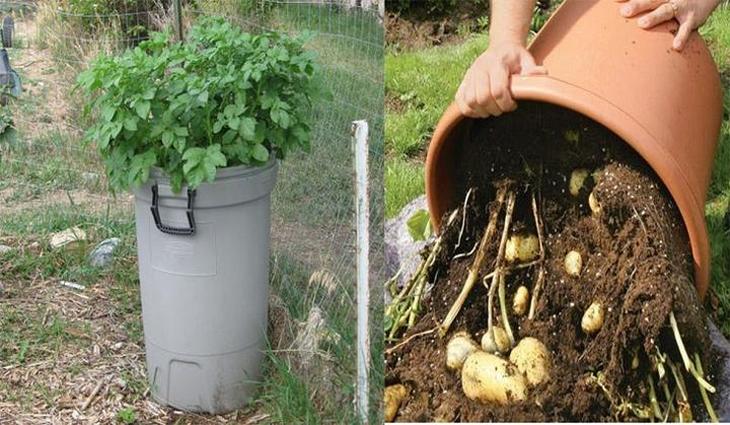 Посадка и уход за картофелем в открытом грунте: методы и способы выращивания картофеля
