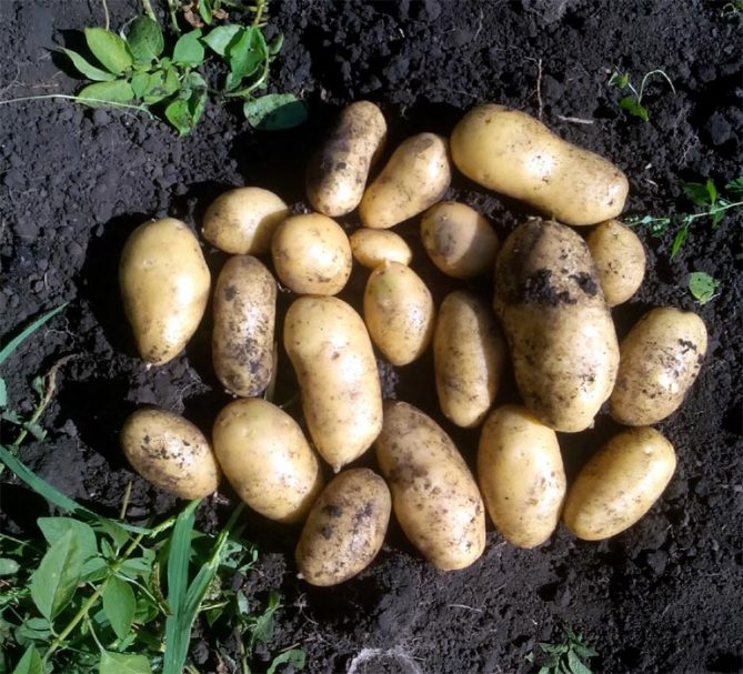 ᐉ сорт картофеля «королева анна» – описание и фото - roza-zanoza.ru