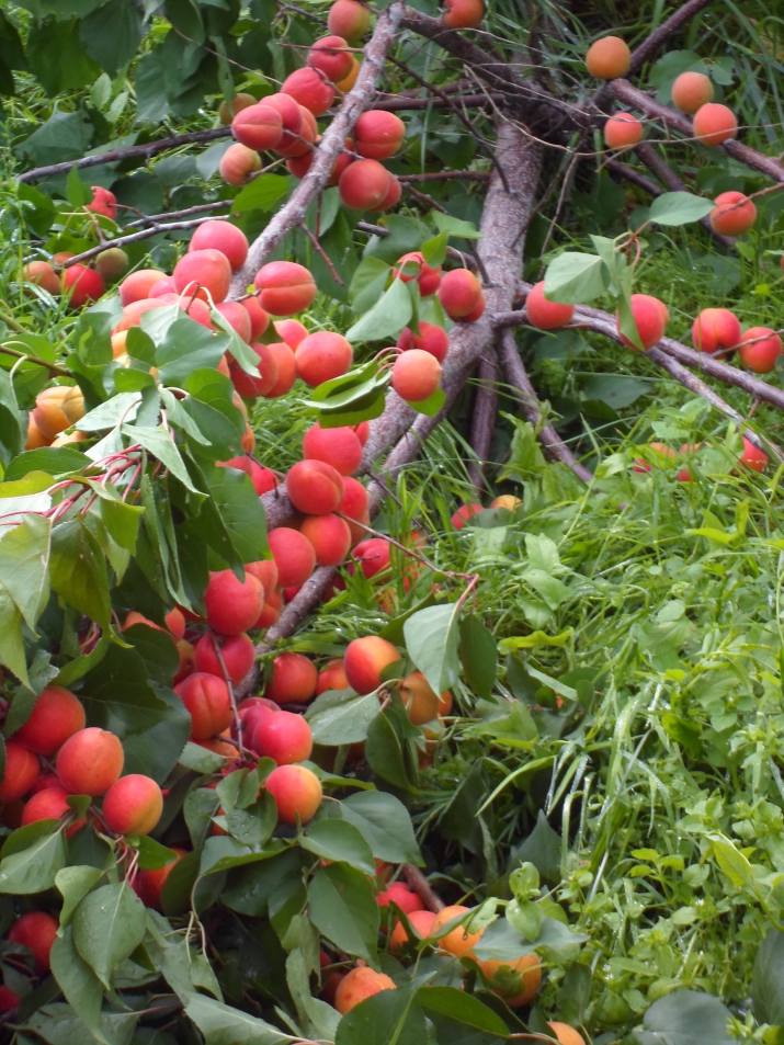 13 лучших сортов персика для средней полосы России, посадка и уход
