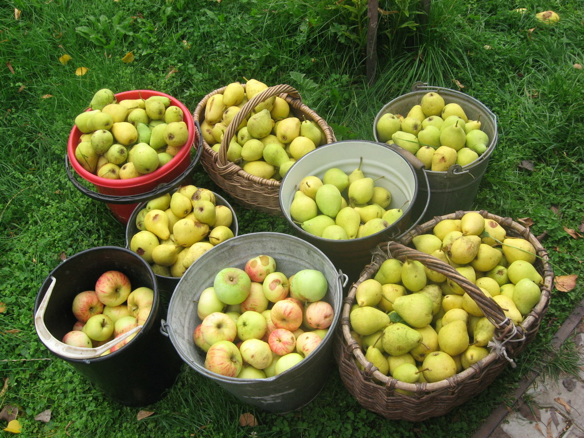 Описание и разновидности яблонь сорта Гала, посадка и уход в открытом грунте
