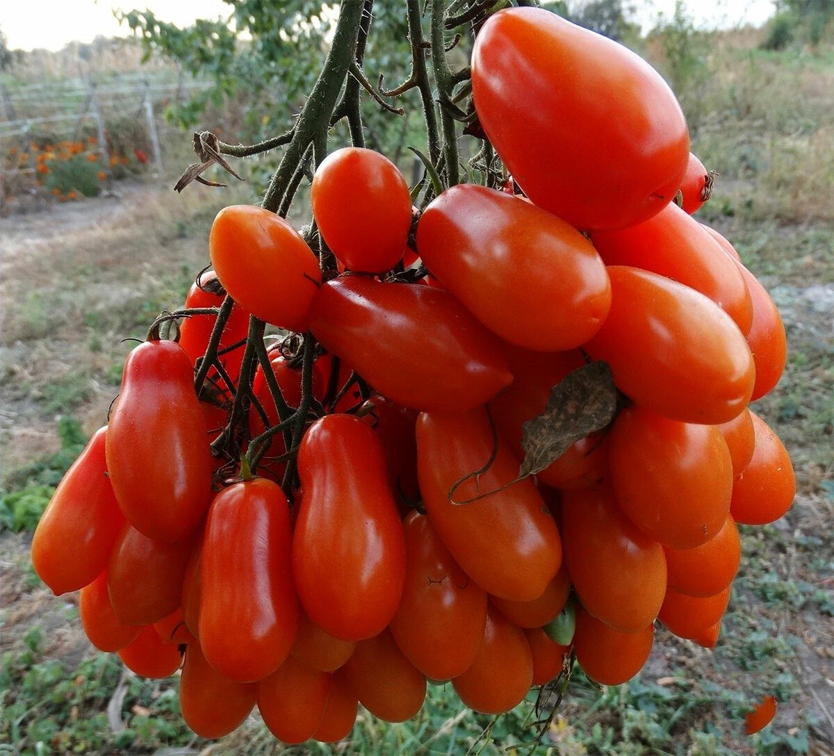 Характеристика и описание томата Фляшентоматен, агротехника выращивания