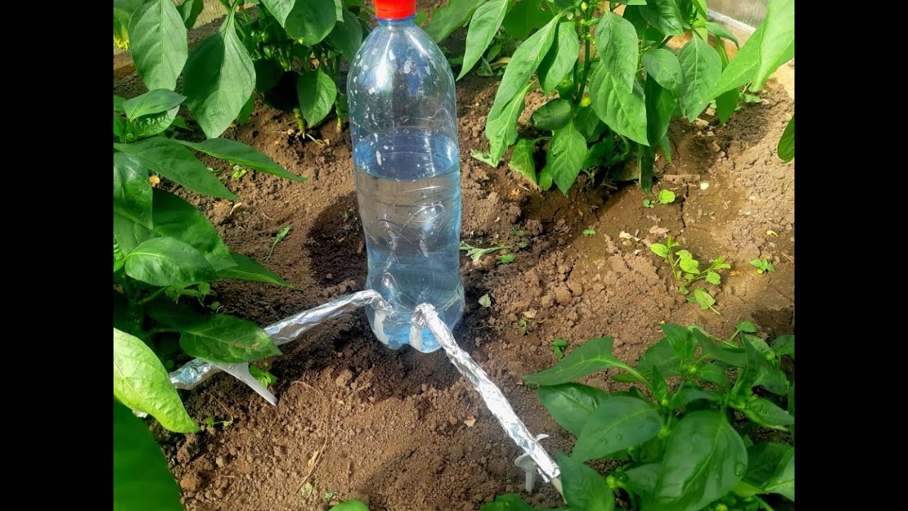 Капельный полив из пластиковых бутылок своими руками для огурцов