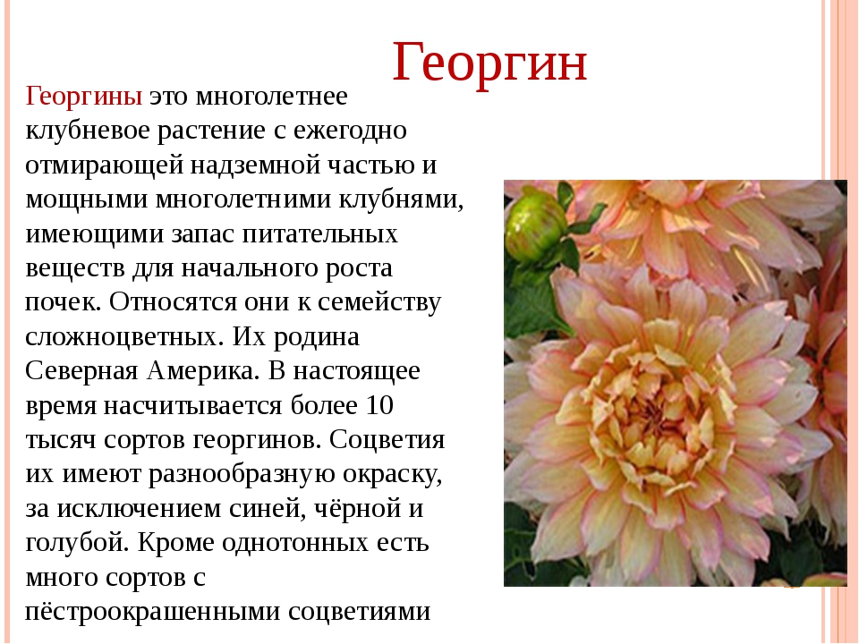 Слово георгин устарело или нет. Георгины однолетние клубни. Бордюрные георгины многолетние. Многолетние георгины зимующие. Георгины семейство Сложноцветные.