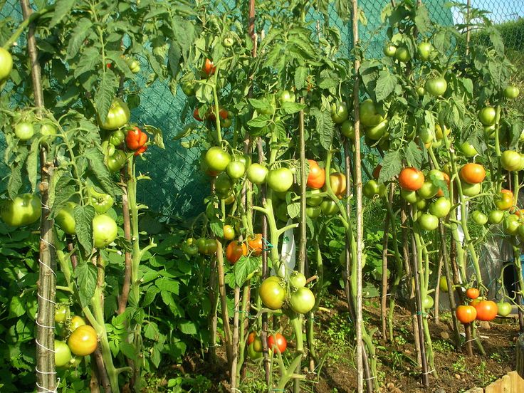 Помидоры в теплице из поликарбоната: посадка и уход, правильная технология выращивания томатов, как получить ранний урожай, а также советы и секреты высокой урожайности, фото-материалы русский фермер