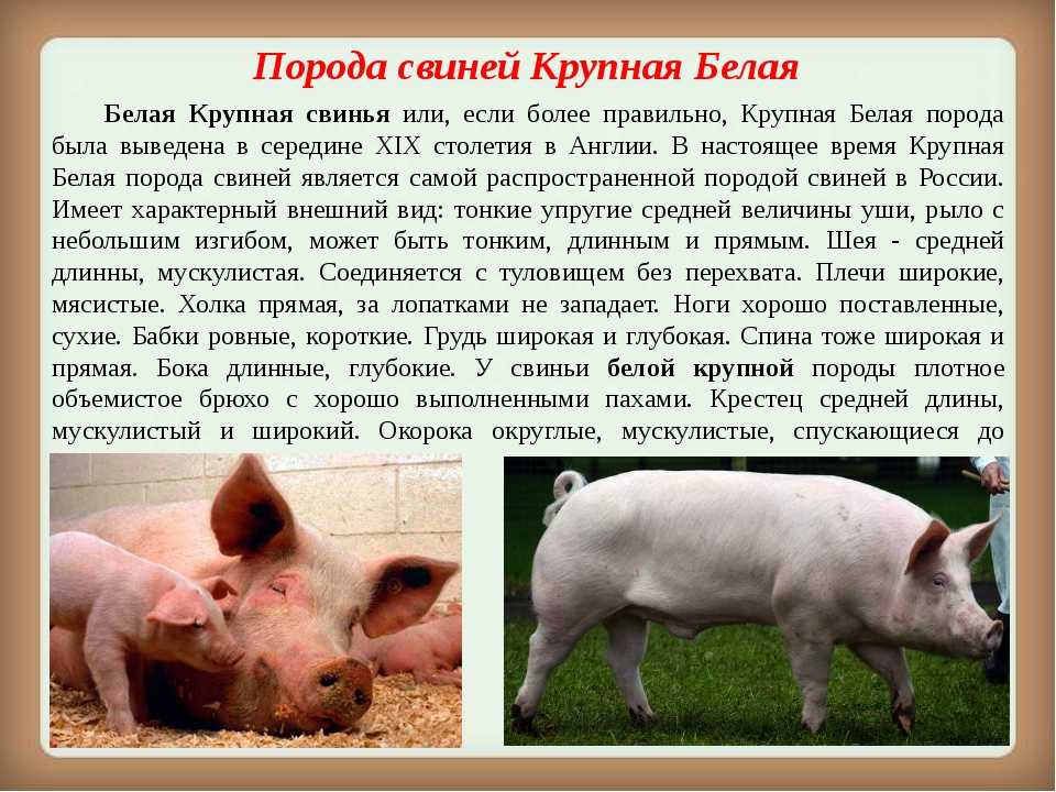 Свиньи породы ландрас: описание и разновидности