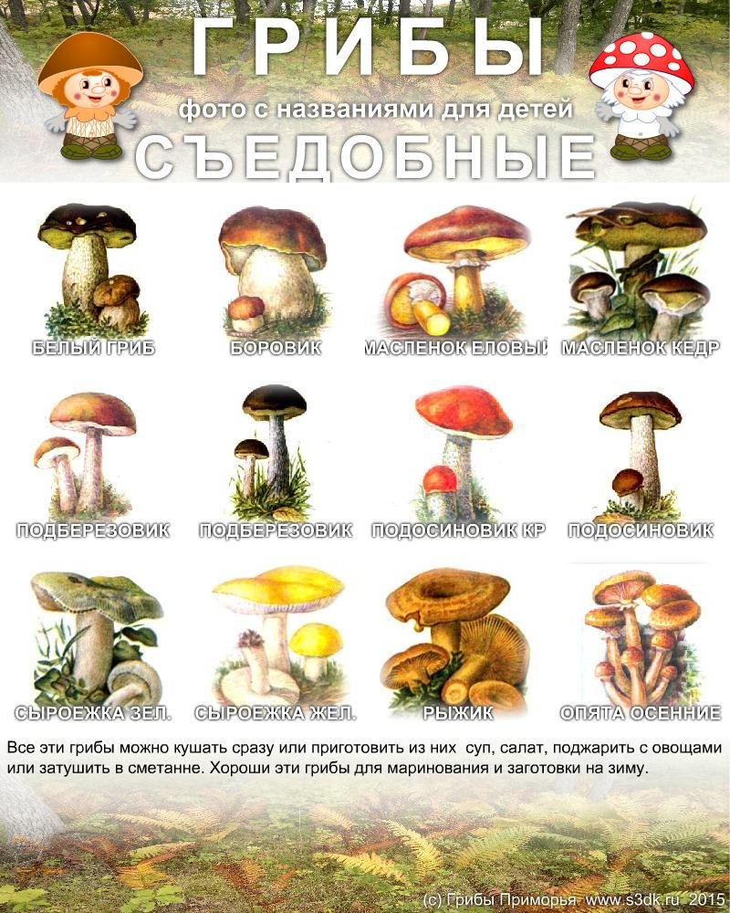 Весенние грибы - грибы