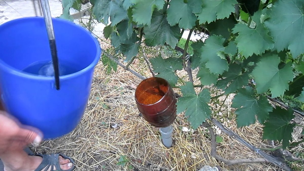 Чем подкормить виноград весной для хорошего урожая: под корень, после открытия, до цветения, народными средствами