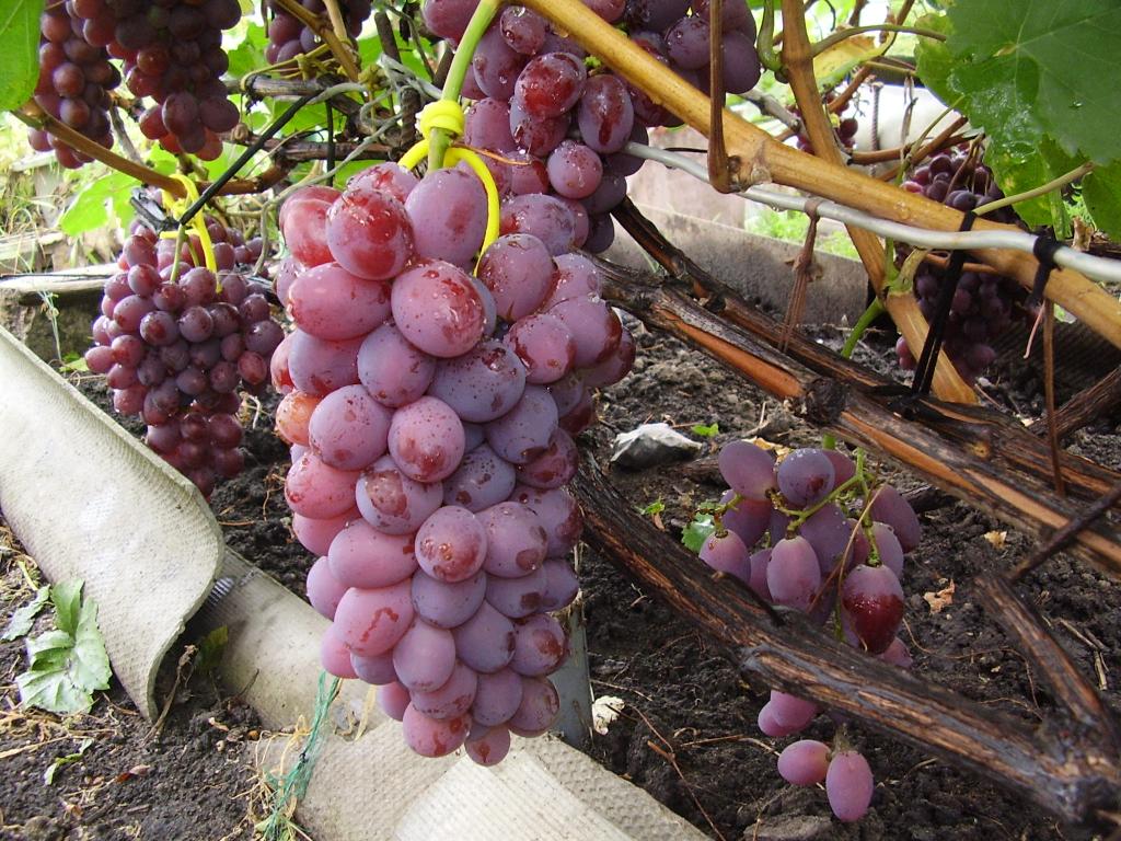 Сорта винограда: названия, свойства, особенности посадки и сбора урожая (75 фото)