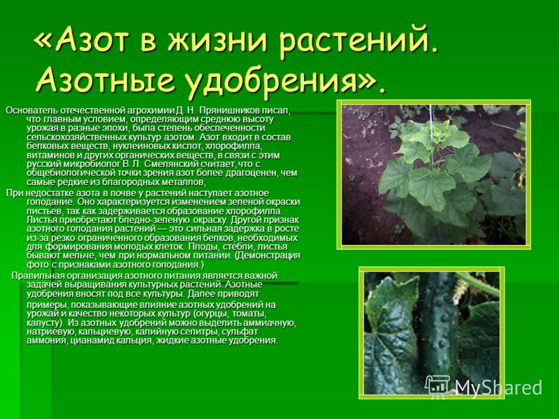 Азотные удобрения: это какие. виды и применение, роль в питании растений
