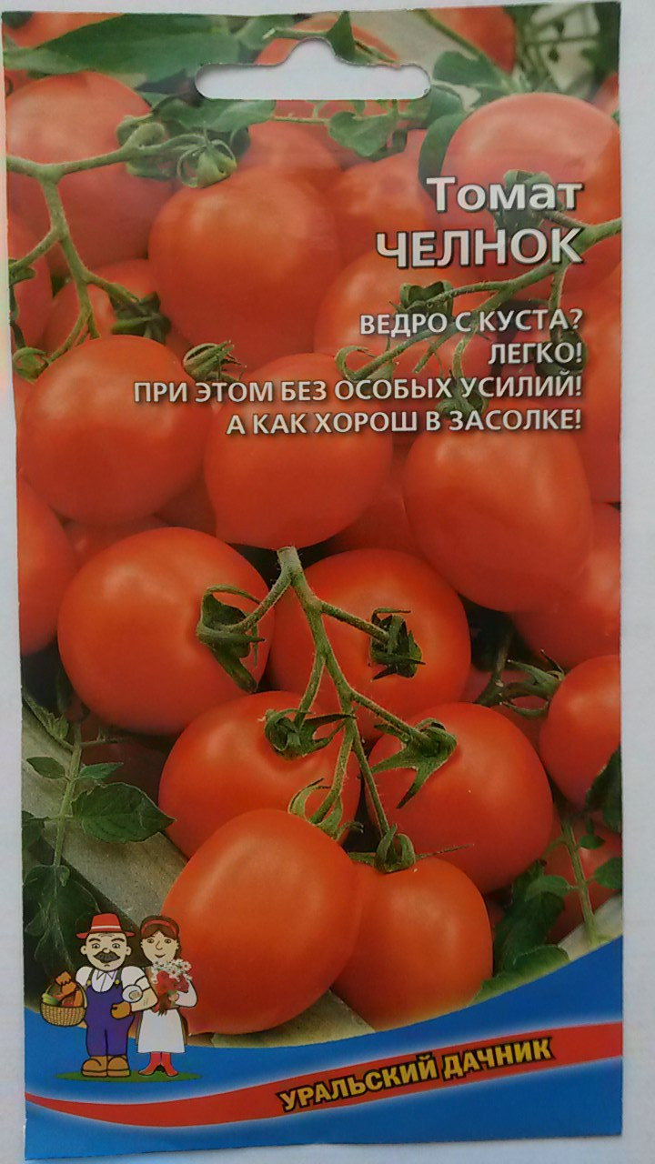 Томат челнок: характеристика и описание сорта, отзывы о выращивании помидор, фото полученного урожая