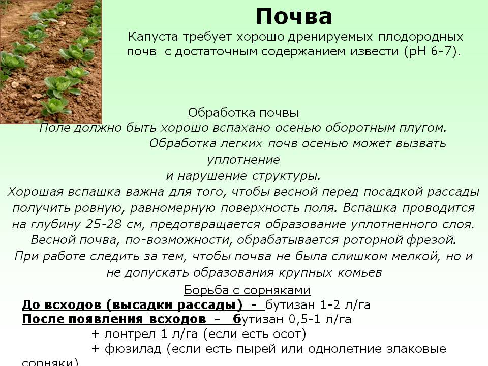 Посадка капусты в открытый грунт рассадой: правила посадки
