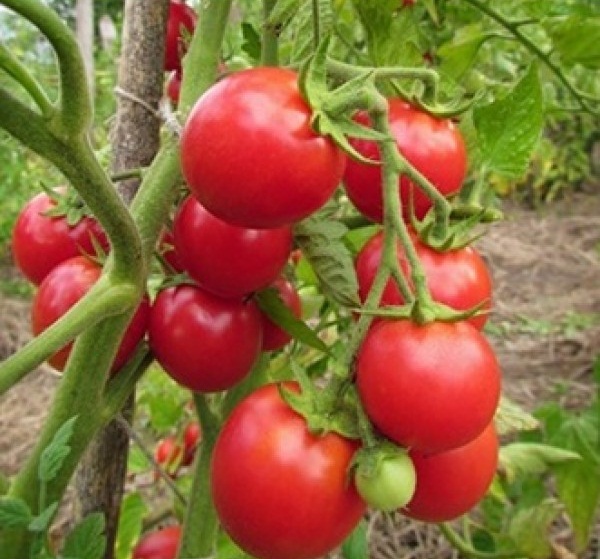 Сорт помидоров верлиока с фото и описанием