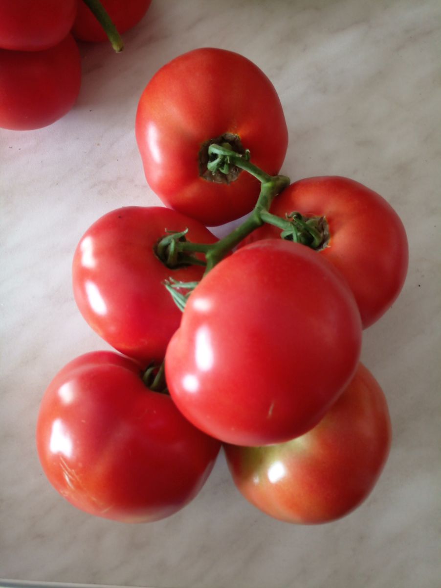 Лучшие сорта томатов для подмосковья для теплиц с фото