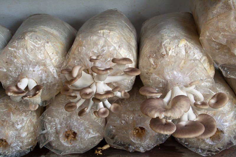 Как правильно заморозить грибы вешенки в домашних условиях