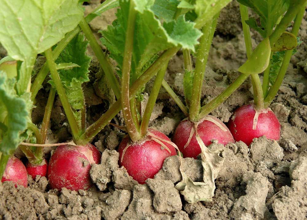 Выращивание редиса в открытом, закрытом грунте и в домашних условиях, уход за корнеплодом