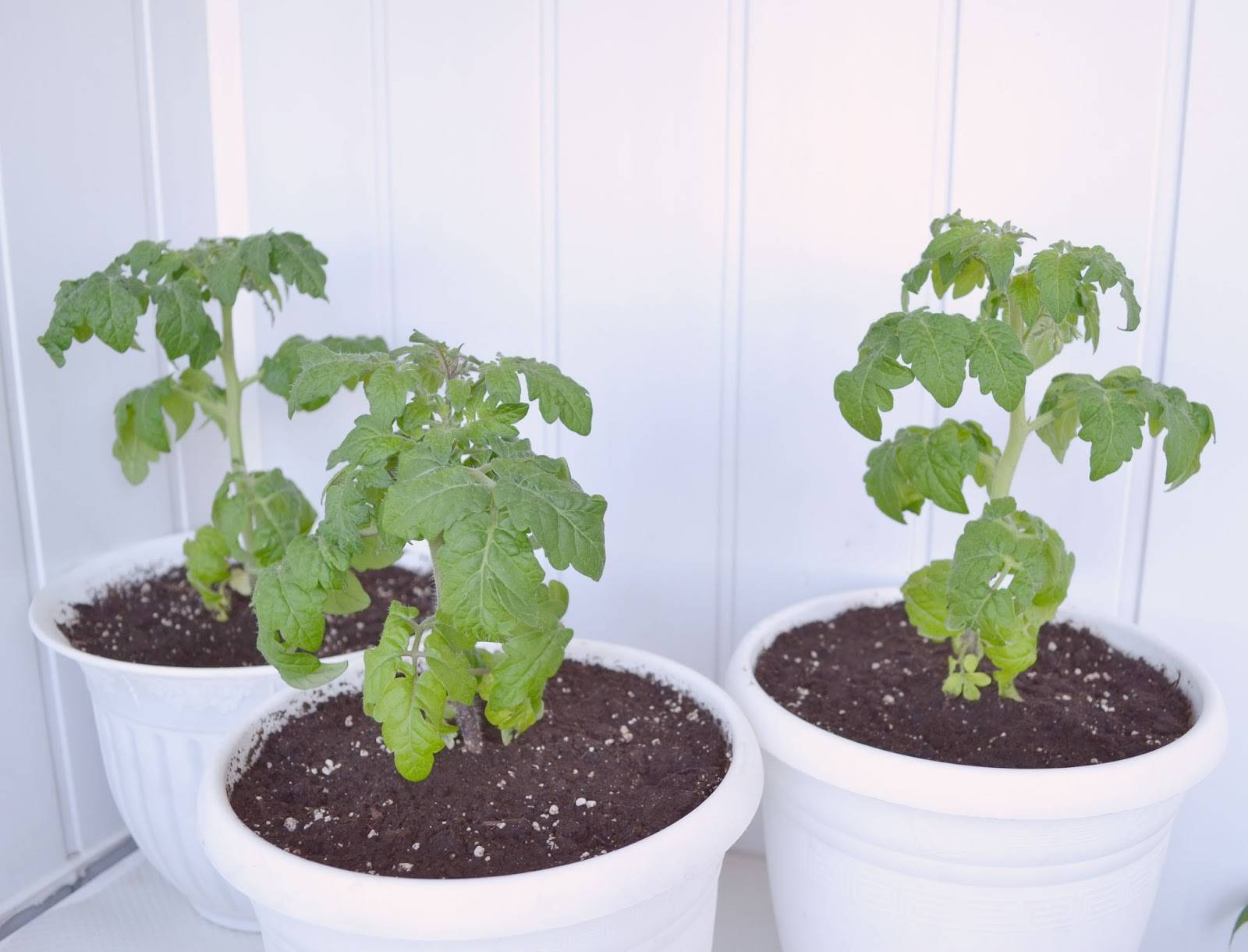 Огород на подоконнике или балконе: все о том, как вырастить помидоры черри в домашних условиях