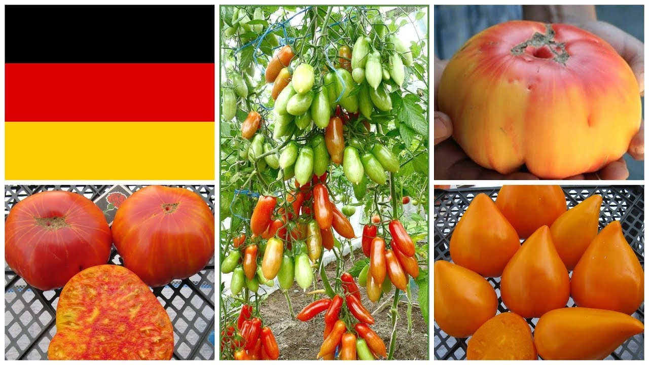 Томат оранжевая клубника: отзывы, фото, урожайность, описание и характеристика | tomatland.ru