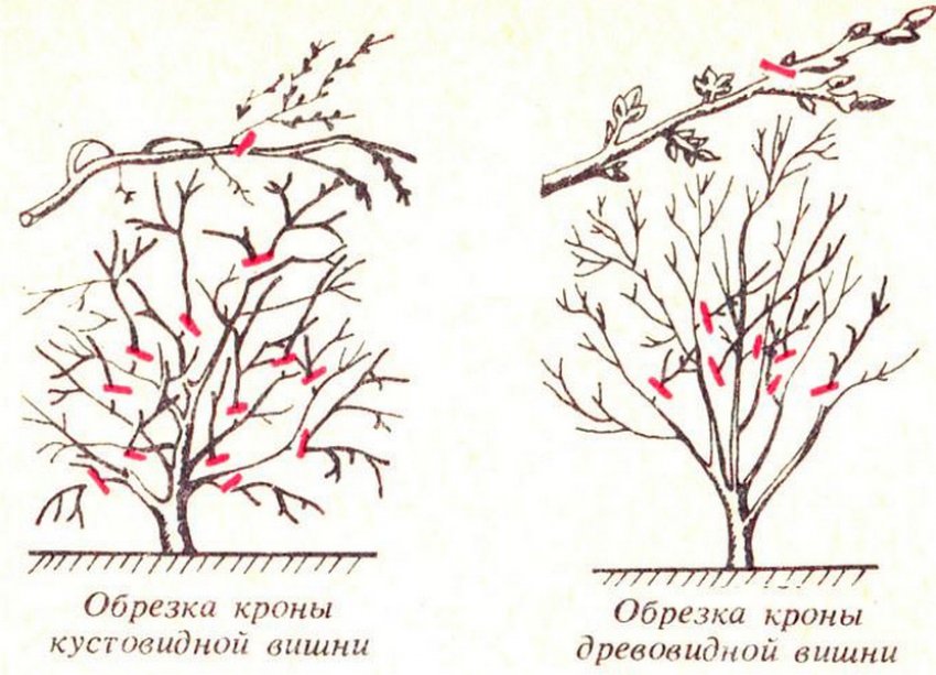 Посадка и размножение вишни: основные правила и полезные советы