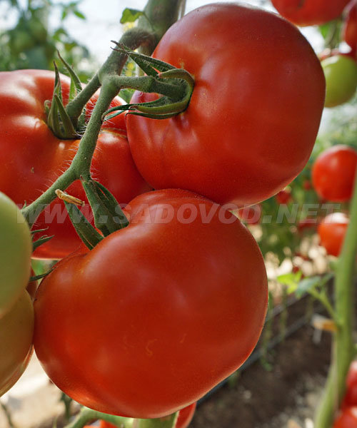 10 частых ошибок при выращивании томатов в теплице и открытом грунте