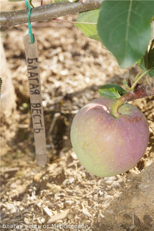 Штамбовая яблоня: что это такое, фото, посадка и уход