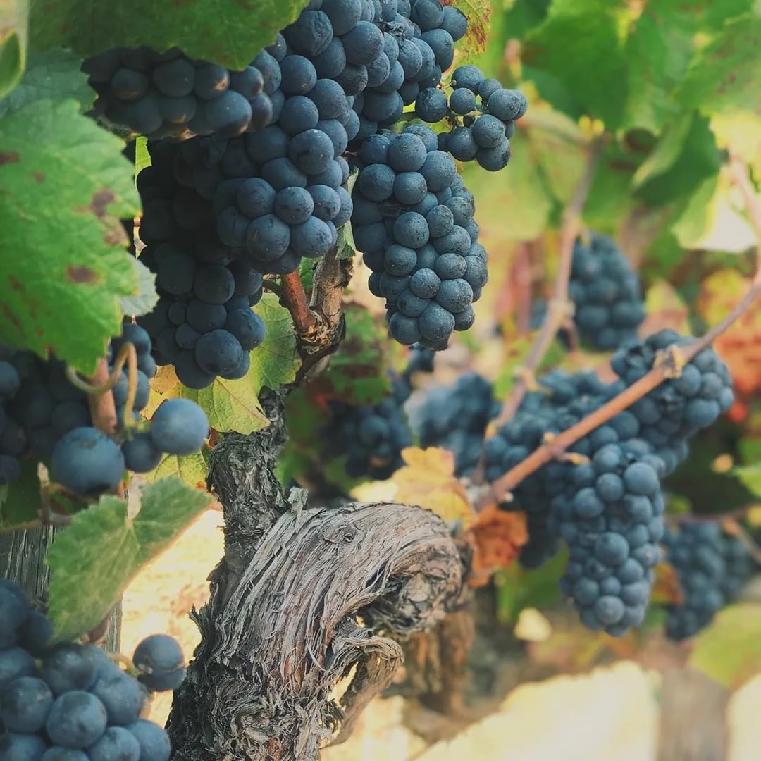 Пино нуар: сорт винограда, описание, посадка и уход