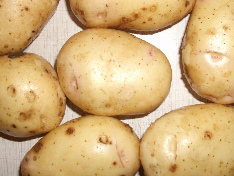 Картофель ирбитский: характеристика и описание сорта, фото, отзывы