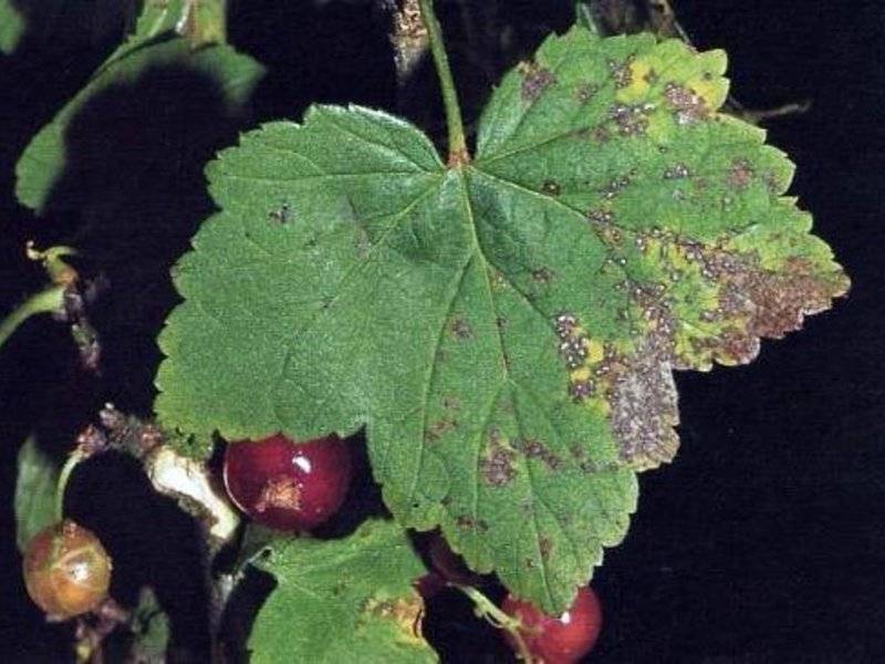 Меры борьбы с мучнистой росой на смородине, если уже появились ягоды и весной