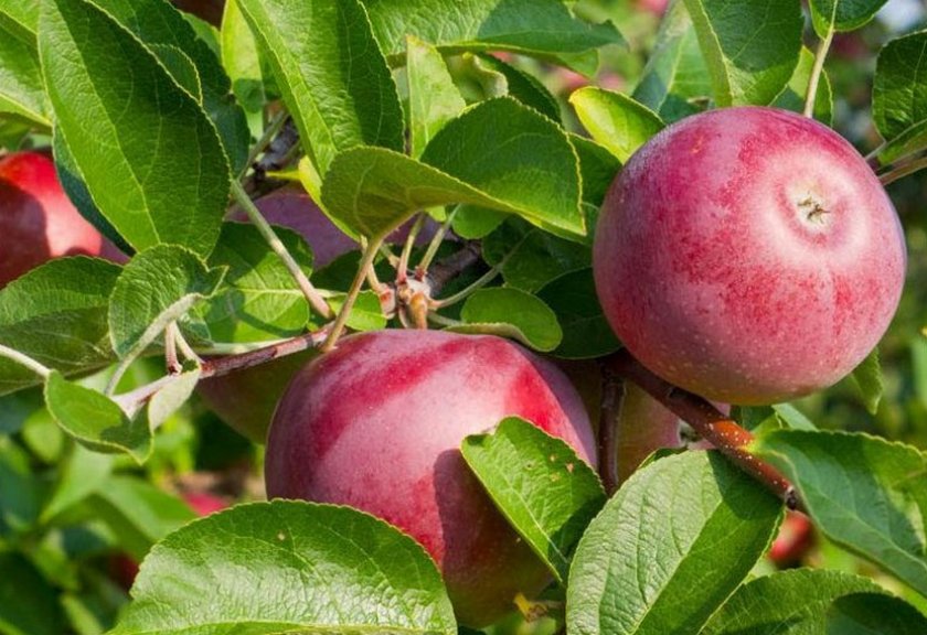 Описание сорта яблони алые паруса: фото яблок, важные характеристики, урожайность с дерева