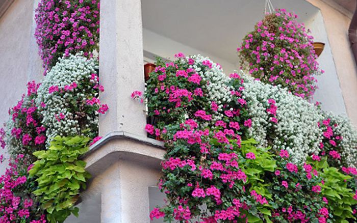 Какие цветы можно выращивать летом на балконе (южном, северном, западном, восточном)