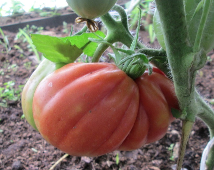 Грушевидные томаты. сорта с описанием и фото
