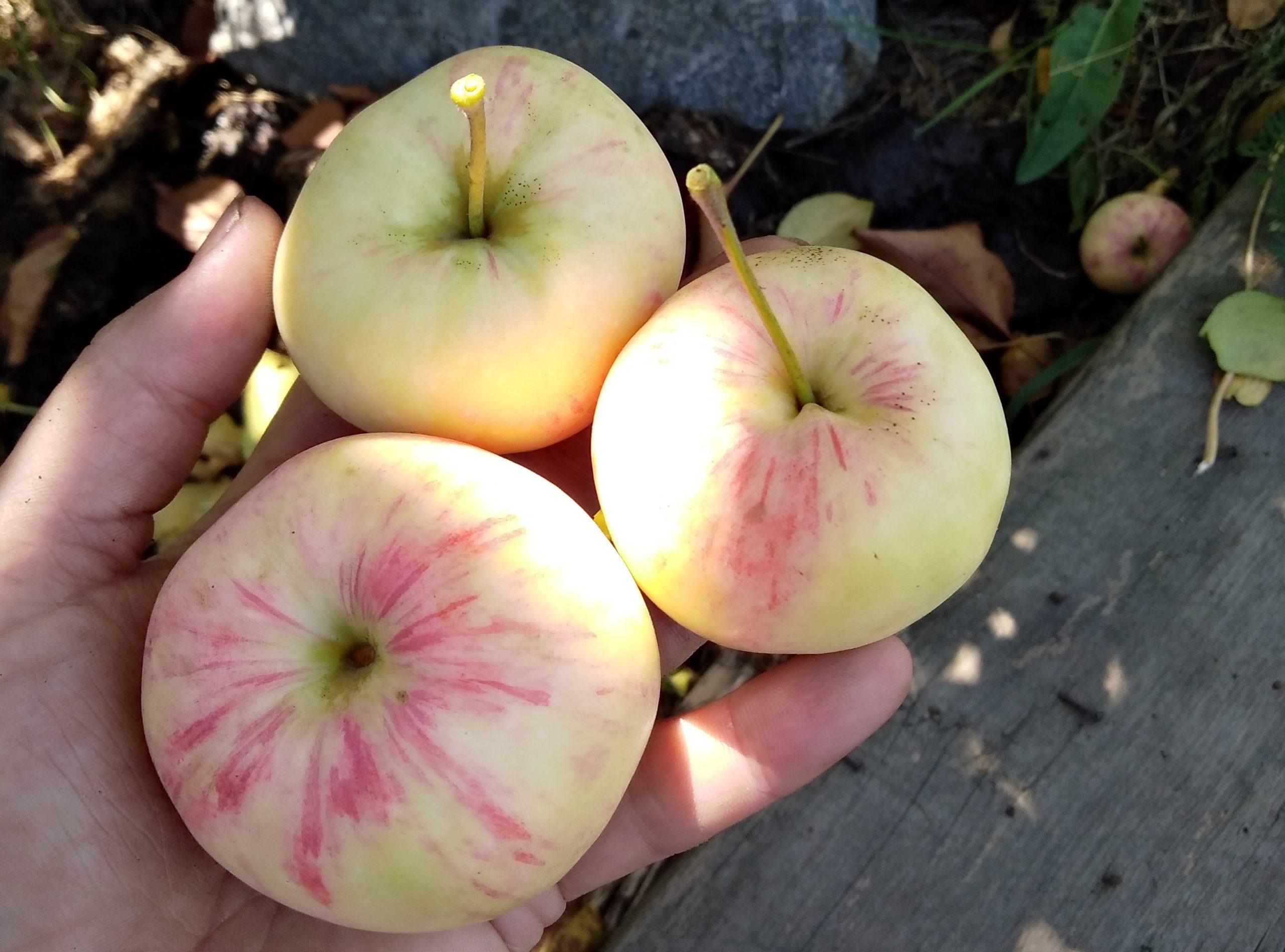 Описание сорта яблони беркутовское: фото яблок, важные характеристики, урожайность с дерева