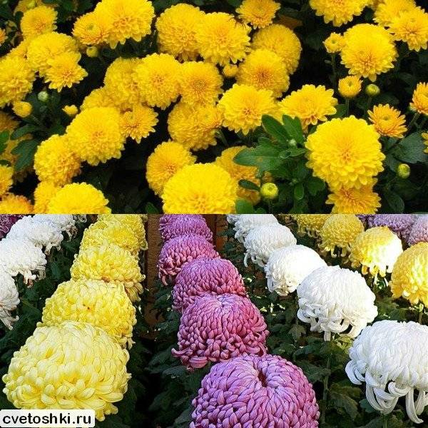 Кустовые хризантемы – фото и названия сортов, посадка и уход за многолетними цветами