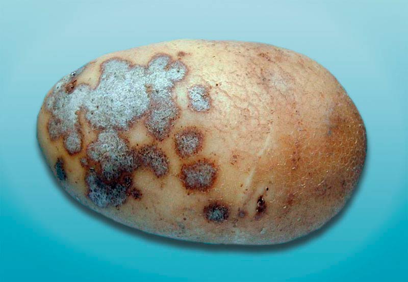 Болезни картофеля: 20 часто встречаемых грибковых, бактериальных и вирусных заболеваний + лечение и меры профилактики