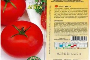 Томат розовый агат: характеристика и описание сорта, фото, отзыв